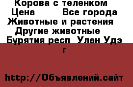 Корова с теленком › Цена ­ 69 - Все города Животные и растения » Другие животные   . Бурятия респ.,Улан-Удэ г.